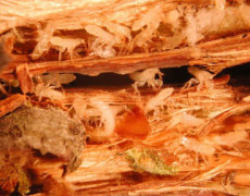 Cicadamania Web Site