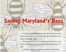Saving Maryland’s Bees